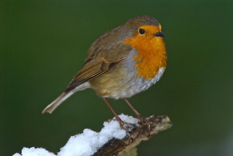 Robin